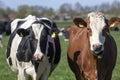 Typical dutch cows looking curious during sunset Royalty Free Stock Photo