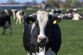 Typical dutch cows looking curious during sunset Royalty Free Stock Photo