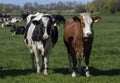 Typical dutch cows looking curious during sunset Royalty Free Stock Photo