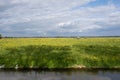 Typical Dutch flat landscape with cows in a fresh green-yellow meadow Royalty Free Stock Photo