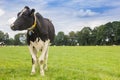 Typical dutch Holstein cow with collar in the landscape of Drenthe Royalty Free Stock Photo