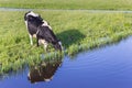 Typical dutch holstein cow drinking from a little river Royalty Free Stock Photo