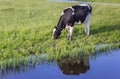 Typical dutch holstein cow grazing at the riverside in Groningen Royalty Free Stock Photo