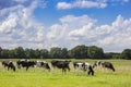Typical dutch Holstein cows in the landscape of Drenthe Royalty Free Stock Photo
