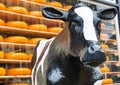 Typical dutch image of cow and cheese for sale Royalty Free Stock Photo