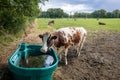 Typical Dutch image of cows in a meadow surrounded by trees Royalty Free Stock Photo