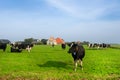 Typical dutch landscape Royalty Free Stock Photo