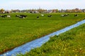 Typical dutch landscape with cows farmland and a farm house Royalty Free Stock Photo