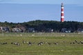 Typical Dutch landscape with a farm, farmland with a geese and unsharp lighthouse of Hollum, Ameland in the background Royalty Free Stock Photo