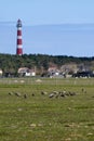 Typical Dutch landscape with a farm, farmland with a geese and unsharp lighthouse of Hollum, Ameland in the background Royalty Free Stock Photo