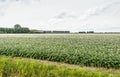 Typical Dutch landscape with flowering potato plants Royalty Free Stock Photo
