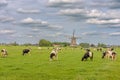 Cows in the meadow Royalty Free Stock Photo