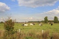 A typical dutch landscape with a herd of cows grazing in a green meadow in springtime Royalty Free Stock Photo