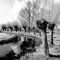 Typical Dutch landscape with a row of trees along the river