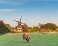 Typical dutch landscape with a windmill and a grazing highland cow Royalty Free Stock Photo
