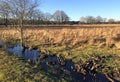 Typical dutch meadow landscape with stream and tree edge during late fall