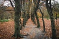 Typical dutch meadow landscape with stream and tree edge during late fall