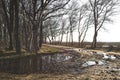 Typical dutch meadow landscape with stream and tree edge during late fall