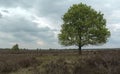 Typical dutch nature on a spring day Royalty Free Stock Photo