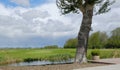 Typical dutch panorama landscape with cows and grass, beautiful blue sky and white clouds. Royalty Free Stock Photo