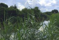 Typical dutch panorama landscape with cows and grass, beautiful blue sky and white clouds Royalty Free Stock Photo