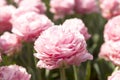 Typical Dutch pink tulip in closeup