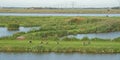 Typical dutch polder with grass, water and goose in the polder Hoekse Waard