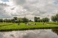 Typical Dutch polder landscape with black and white cows Royalty Free Stock Photo