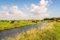 Typical Dutch polder landscape with cows Royalty Free Stock Photo