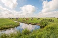 Typical Dutch polder landscape with grazing cows