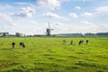 Typical Dutch polder landscape with a grazing cows in the meadow Royalty Free Stock Photo