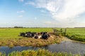 Typical Dutch polder landscape with ruminating cows in the grass Royalty Free Stock Photo