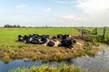 Typical Dutch polder landscape with ruminating cows in the grassland next to the ditch Royalty Free Stock Photo
