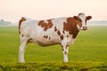 Typical Dutch red and white milk cow