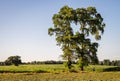 Typical Dutch Summer landscape in July near Delden Twente, Overijssel Royalty Free Stock Photo