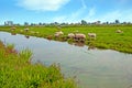 Typical dutch view in the countryside from the Netherlands Royalty Free Stock Photo