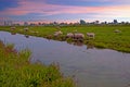 Typical dutch view in the countryside from the Netherlands Royalty Free Stock Photo