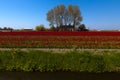 Typical Dutch view of the flat landscape near Amsterdam Royalty Free Stock Photo