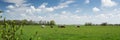 Typical Dutch landscape panorama with cows, grassland, trees, blue sky and white clouds