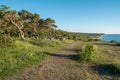 Typical dwarfed pine trees on Baltic sea island Gotland