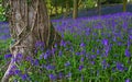 Typical English bluebell wood