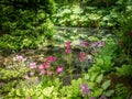 Typical English Garden - primula