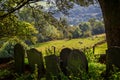 Typical english rolling countryside scene with sheep in field and ancient gravestones Royalty Free Stock Photo