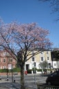 Typical English town street at spring