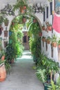 Typical entrance to an Andalusian house decorated with plants and pots of hedges Royalty Free Stock Photo