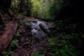 Typical environment for the Slovak Paradise. Forest path, river, stumps of trees and leaves.