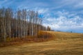 Mowed Meadow, Aspen and the Blue Sky Royalty Free Stock Photo