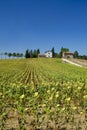 Typical farm in Umbria Italy at summer