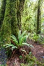 a typical fern in New Zealand