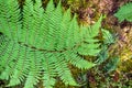 a typical fern in New Zealand